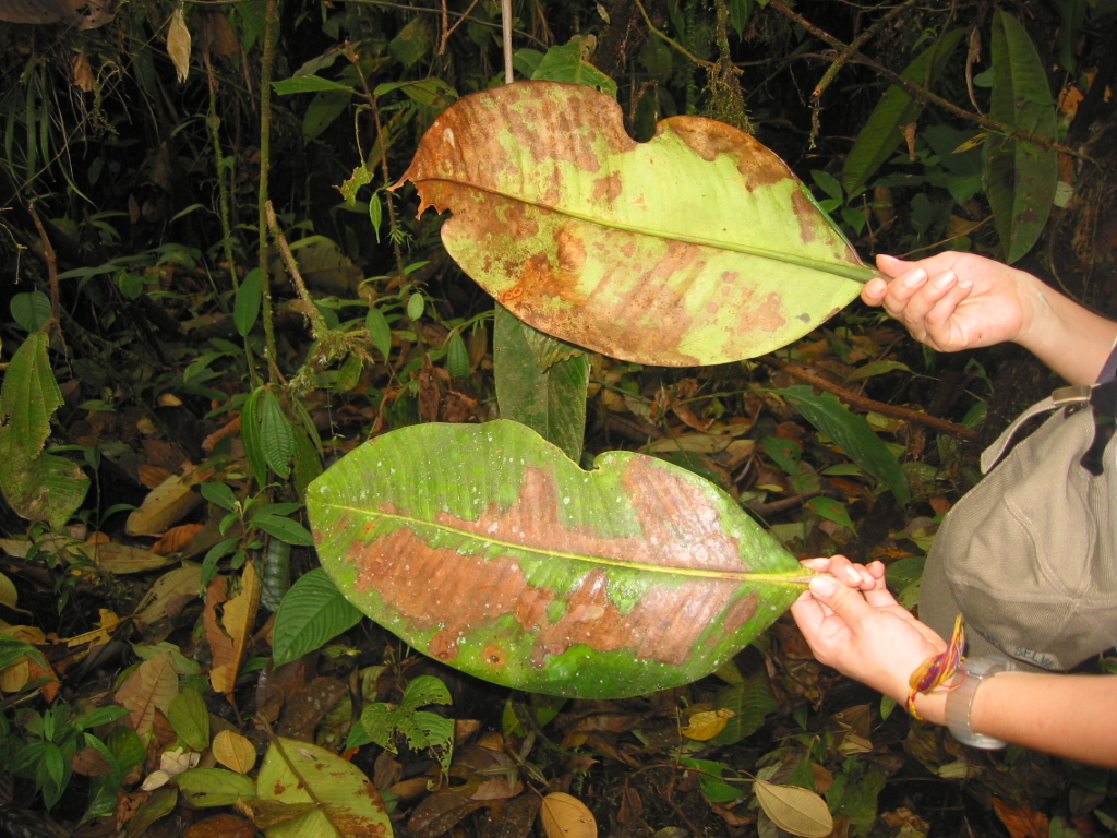 marchitamiento por glifosato
